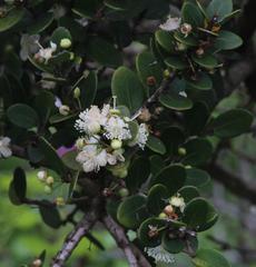 Eugenia capensis capensis