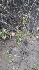 Porophyllum punctatum