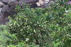 Eugenia capensis capensis