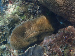 Ctenactis echinata