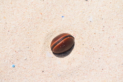 Macropsychanthus comosus