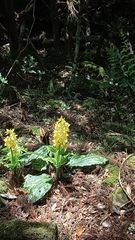 Calanthe sieboldii