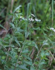 Gymnanthemum capense