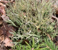 Cladonia crispata
