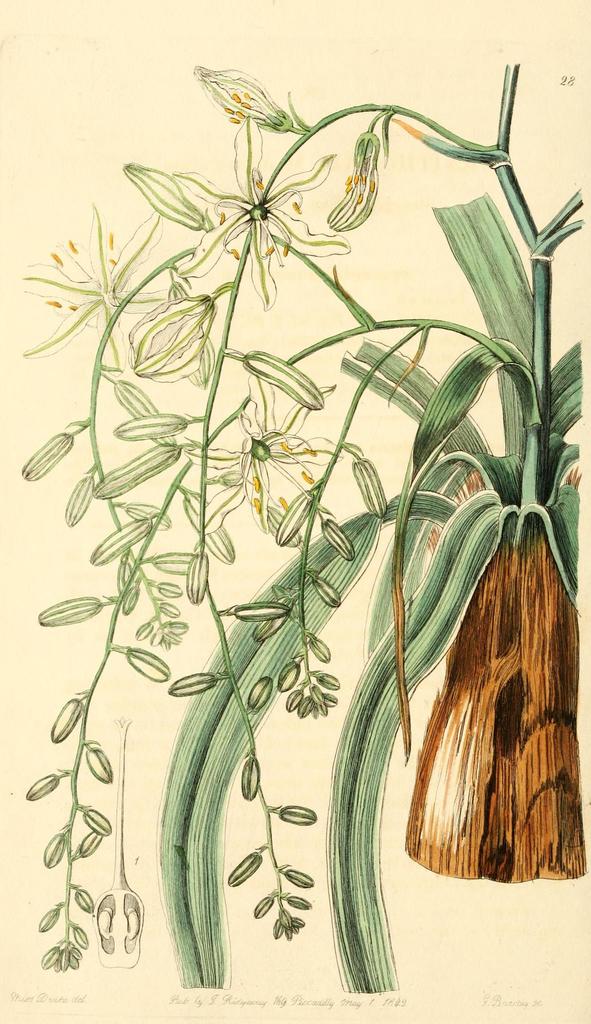 soap plants