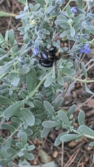 Xylocopa tabaniformis