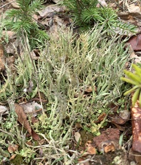 Cladonia crispata