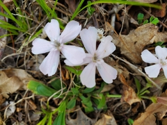 Silene caroliniana
