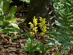 Calanthe sieboldii