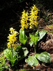 Calanthe sieboldii