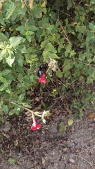 Xylocopa tabaniformis