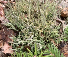 Cladonia crispata