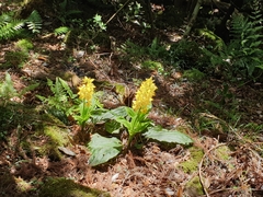 Calanthe sieboldii