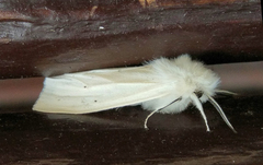 Spilosoma urticae