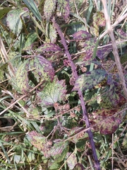 Rubus echinatus