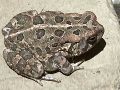 Anaxyrus fowleri
