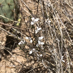 Carlowrightia arizonica