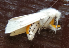 Spilosoma urticae