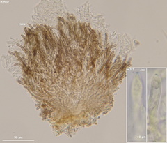 Fuscolachnum misellum