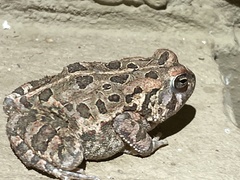 Anaxyrus fowleri
