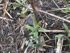 Veronicastrum virginicum