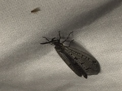 Brachynemurus nebulosus