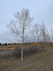 Populus laurifolia