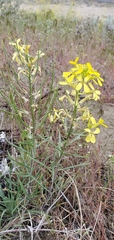 Erysimum occidentale