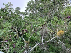 Jacaranda jasminoides