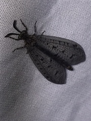 Brachynemurus nebulosus