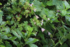 Begonia dregei, photograph (c) Tony Rebelo, some rights reserved (CC BY-SA)