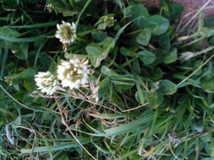 Trifolium repens