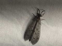 Brachynemurus nebulosus