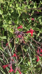 Xylocopa tabaniformis