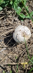 Chlorophyllum molybdites