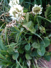 Trifolium repens