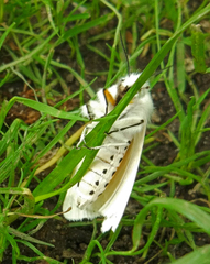 Spilosoma urticae