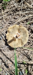 Chlorophyllum molybdites