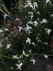 Rhynchospora latifolia