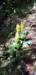 Calanthe sieboldii