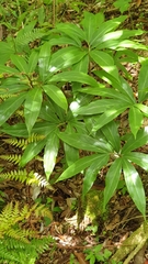 Arisaema thunbergii