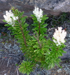 Agastachys odorata