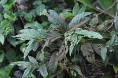 Mitriostigma axillare