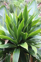Dracaena aletriformis