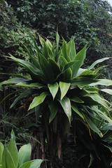 Dracaena aletriformis
