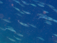 Caesio caerulaurea