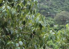 Cordia caffra