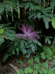 Calliandra selloi