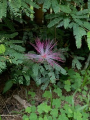 Calliandra selloi