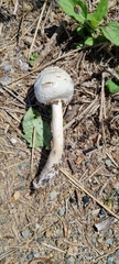 Chlorophyllum molybdites